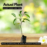 Malabar Tamarind / Kudampuli (Garcinia cambogia) Fruit Live Plant (Home & Garden)