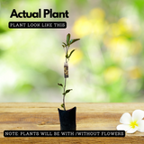 Seethapazham / Custard Apple (Annona reticulata) Fruit Live Plant (Home & Garden)