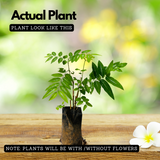 Japan Cheera / Madhura cheera / Mysore cheera (Sauropus Androgynus) Ornamental/Medicinal Live Plant (Home & Garden)