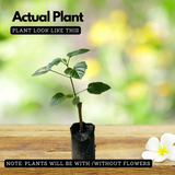 Flowering Plant Birth Star: Rohini (Plant: Hanuman Kireedam / Krishnakireedam / Red Pagoda) (Clerodendrum paniculatum) Flowering/Ornamental Live Plant (H&G)