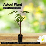 Moringa / Muringa / Drumstick Tree (Layered) (Moringa oleifera) Fruit/Ornamental/Medicinal/ Live Plant (Home & Garden)