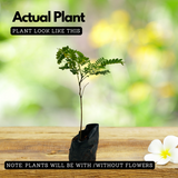 Pathimugam / Biancaea Sappan / Sappanwood (Caesalpinia Sappan) Flowering/Ornamental/Medicinal/ Live Plant (Home & Garden)