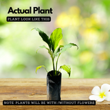 Peace Lily (Spathiphyllum) Flowering/Ornamental Live Plant (Home & Garden)