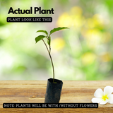 Passion Fruit (Passiflora edulis) Fruit/Flowering/Ornamental Live Plant (Home & Garden)