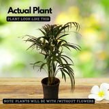 Areca Palm (Dypsis lutescens) Ornamental Live Plant (Home & Garden)