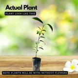 True Cinnamon Plant / Bay Leaf (Cinnamomum verum) Ornamental/Medicinal Live Plant (Home & Garden)