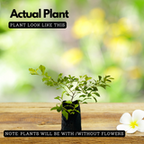 Golden Duranta / Golden Dew Drop (Duranta erecta) Ornamental Live Plant (Home & Garden)