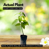 Bleeding Heart (Lamprocapnos) Flowering/Ornamental Live Plant (Home & Garden)