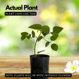 Bridal Bouquet (Poranopsis paniculata)(  Flowering/Ornamental Live Plant (Home & Garden)