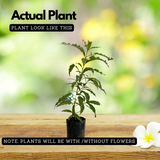 Abiu ( Pouteria Caimito ) Fruit Live Plant (Home & Garden)