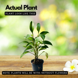 Philodendron Ceylon Green (Philodendron erubescens) Ornamental Live Plant (Home & Garden)