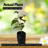 Bush Pepper / Kutti Kurumulaku (Piper nigrum) Fruit/Ornamental/Medicinal/ Live Plant (Home & Garden)