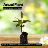 Baraba ( Garcinia intermedia ) Fruit/Flowering/Ornamental Live Plant (Home & Garden)