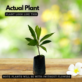 Egg Fruit / Muttapazham / Canistel (Pouteria campechiana) Fruit Live Plant (Home & Garden)