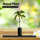 Avocado ( Pinkerton ) grafted / Butter Fruit ( Persea americana ) Fruit Live Plant (Home & Garden)