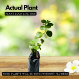 Panikoorka / Indian borage / Indian mint / Mexican mint / Mexican oregano / Spanish thyme (Coleus Aromaticus) Medicinal Live Plant (Home & Garden)