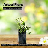 Brahmi Plant (Bacopa monnieri) Ornamental/Medicinal Live Plant (Home & Garden)