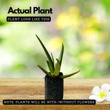 Aloe Vera / Kattarvazha (Aloe vera) Ornamental/Medicinal/ Live Plant (Home & Garden)