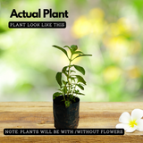 Vicks Tulsi Plant ( Ocimum tenuiflorum ) Ornamental/Medicinal Live Plant (Home & Garden)