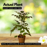 China Baby Doll (Radermachera sinica) Ornamental Live Plant (Home & Garden)