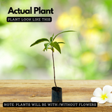 Noni Fruit / Indian mulberry (Morinda citrifolia) Fruit/Medicinal Live Plant (Home & Garden)