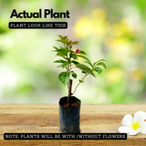 Bougainvillea / Paperflower (Bougainvillea glabra) Flowering/Ornamental Live Plant (Home & Garden)