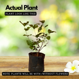 White Arabic Jasmine / Kutti Mulla (Jasminum) Flowering/Ornamental Live Plant (Home & Garden)