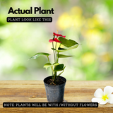 Red Anthurium (Anthurium andraeanum) Flowering/Ornamental Live Plant (Home & Garden)