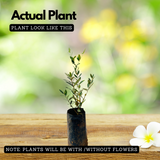 Olive Plant (Olea europaea) Fruit Live Plant (Home & Garden)