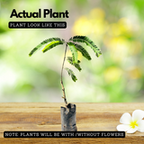 Nelli / Amla Tree / Indian Gooseberry (Phyllanthus emblica) Grafted Fruit/Medicinal Live Plant (Home & Garden)