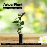 Coffee Plant (Coffea) Fruit/Flowering/Ornamental/Medicinal/ Live Plant (Home & Garden)