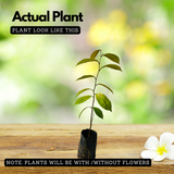 Star Apple / Milk fruit / Golden Leaf Tree (Arlo Chrysophyllum cainito) Fruit Live Plant (Home & Garden)