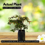 Poocha Pazham / Cat fruit ( Syzygium zeylanicum ) Fruit/Flowering/ Live Plant (Home & Garden)