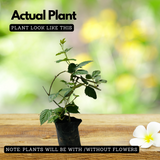 Blackberry (Rubus) Fruit Live Plant (Home & Garden)