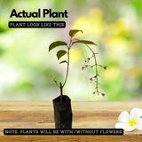 Light Bulbs | Chains Of Glory | Wallich's Glorybower | Bridal Veil (Clerodendrum wallichii) Flowering/Ornamental Live Plant (Home & Garden)