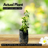 Stevia / Candy Leaf (Stevia rebaudiana) Ornamental/Medicinal Live Plant (Home & Garden)