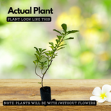 Kesavardhini Plant (Centratherum Punctatum) Flowering/Ornamental/Medicinal Live Plant (Home & Garden)