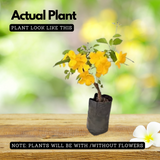 Cats Claw Creeper Plant (Hybrid , Multilayer) - Live Plant For Garden (Cats glow)