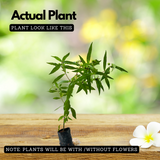 Bhringraj / False Daisy (Eclipta prostrata) Flowering/Ornamental/Medicinal/ Live Plant (Home & Garden)