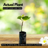 Grape / Munthiri (Black) (Vitis vinifera) Fruit/Ornamental Live Plant (Home & Garden)