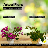 Hanging Bougainvillea / Paperflower (Bougainvillea glabra) Flowering/Ornamental Live Plant (Home & Garden)