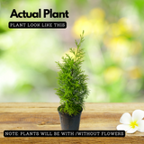 Golden Cypress (Cupressus Golden) Ornamental Live Plant (Home & Garden)