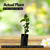 Mulberry (Morus alba) Fruit/Ornamental Live Plant (Home & Garden)