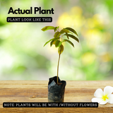 Rollinia Fruit / Biribǭ (Annona mucosa) Fruit Live Plant (Home & Garden)