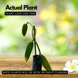 Vanilla Plant (Vanilla planifolia) Ornamental/Medicinal Live Plant (Home & Garden)
