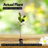 Thenvarikka Jackfruit (artocarpus heterophyllus) Fruit Live Plant (Home & Garden)