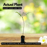 Neem Tree / Aariveppu (Azadirachta indica) Ornamental/Medicinal Live Plant (Home & Garden)