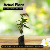 Thailand All Season Mango ( Mangifera indica ) Grafted Fruit Live Plant (Home & Garden)