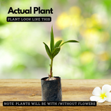 Coconut Tree (Gangabondam) (Cocus nucifera) Fruit Live Plant (Home & Garden)