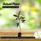 Kili Njaval (Ardisia elliptica) Fruit / Medicinal Live Plant (Home & Garden)